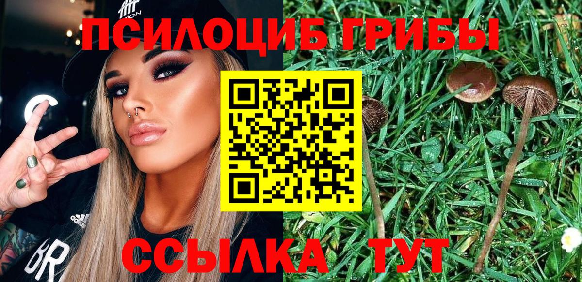 Черногорск  Галлюциногенные грибы Psilocybine cubensis  Вход с VPN 